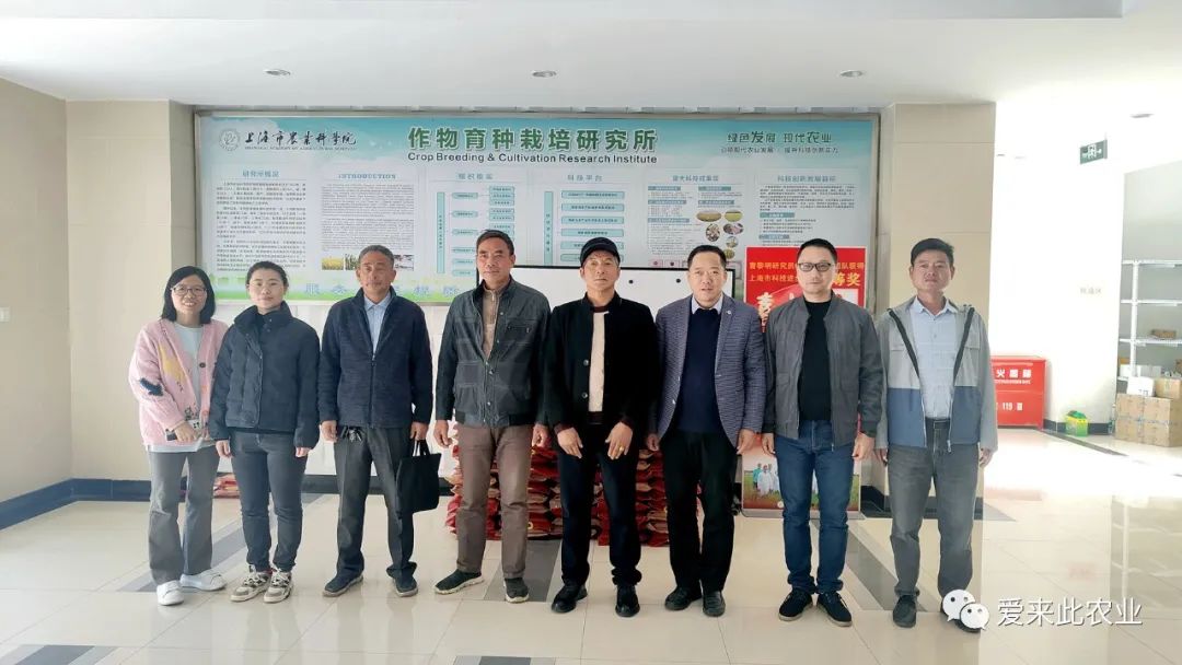 爱来此农业协同练塘镇水稻种植户，探访市农科院作物育种栽培研究所水稻研究中心