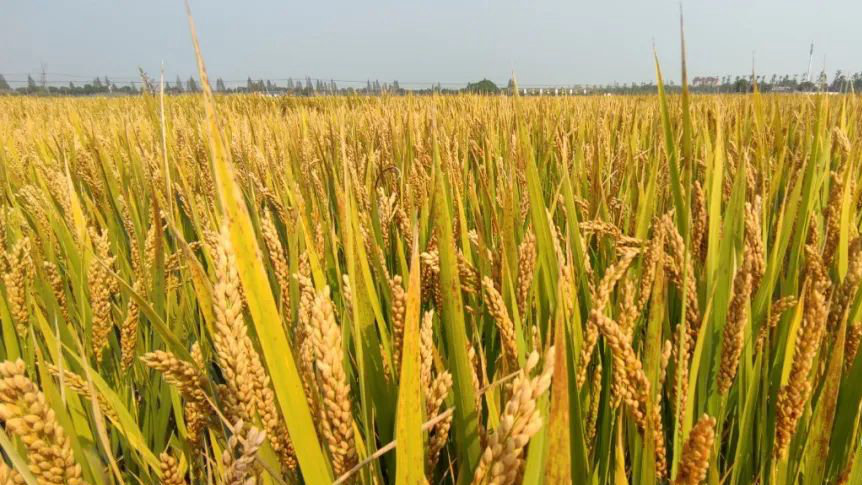 2023新米开始收割了，上市！