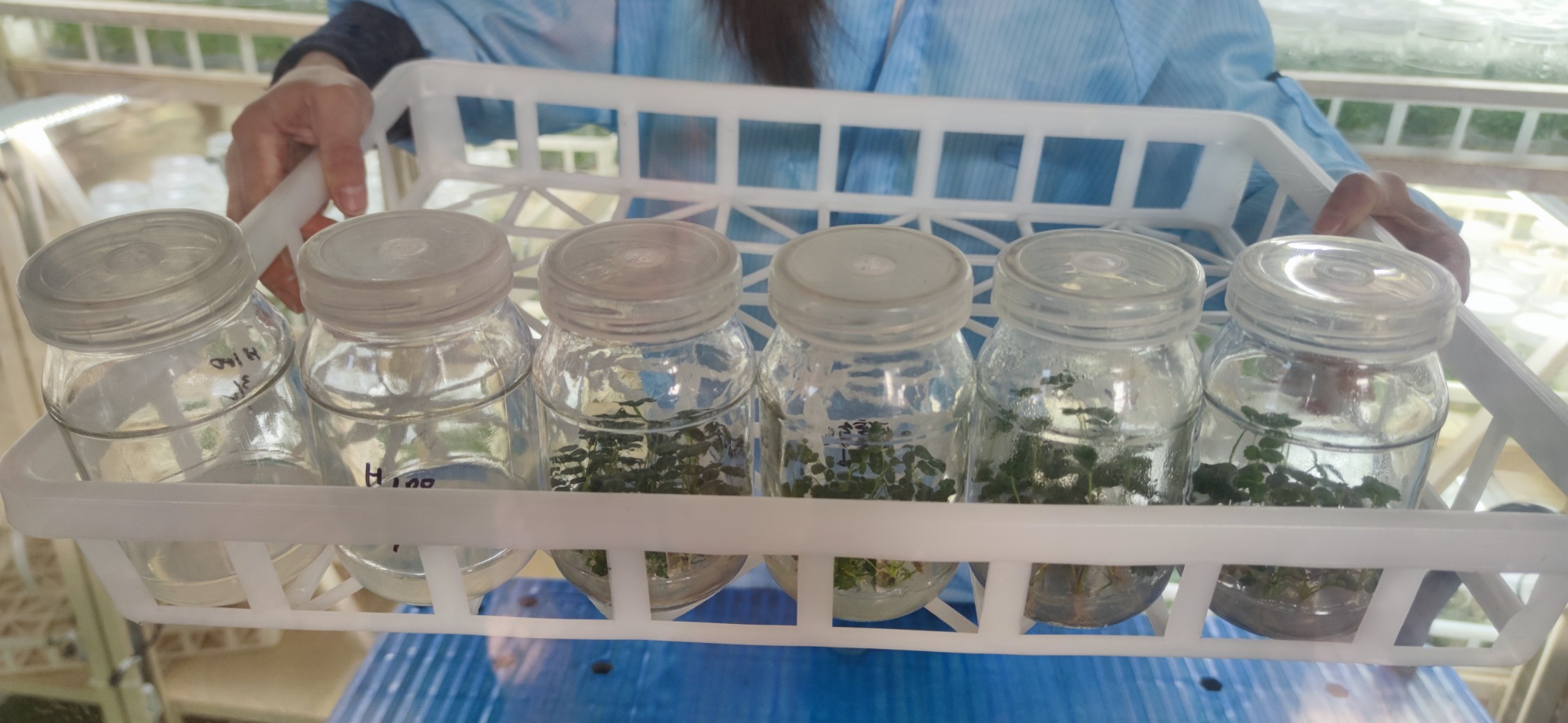 爱来此农业科技